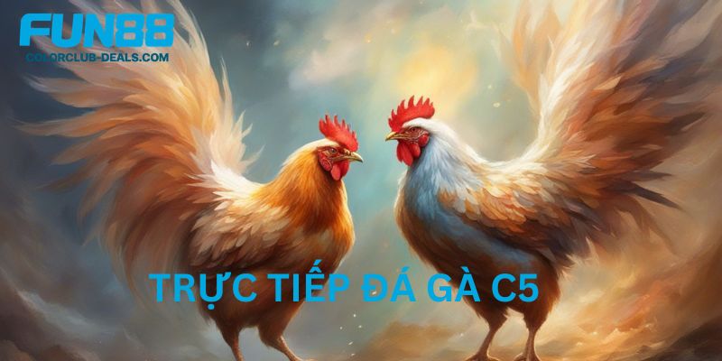 Bí Quyết Cá Cược Khi Xem Trực Tiếp Đá Gà C5 Tỷ Lệ Thắng Cao